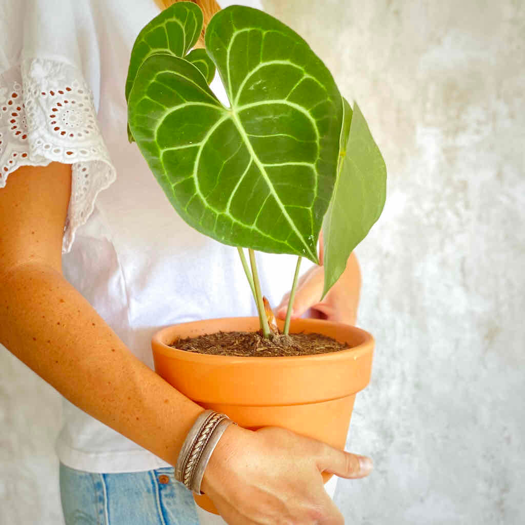 anthurium clarinervium cuidados Anthurium Clarinervium – Urban Planta