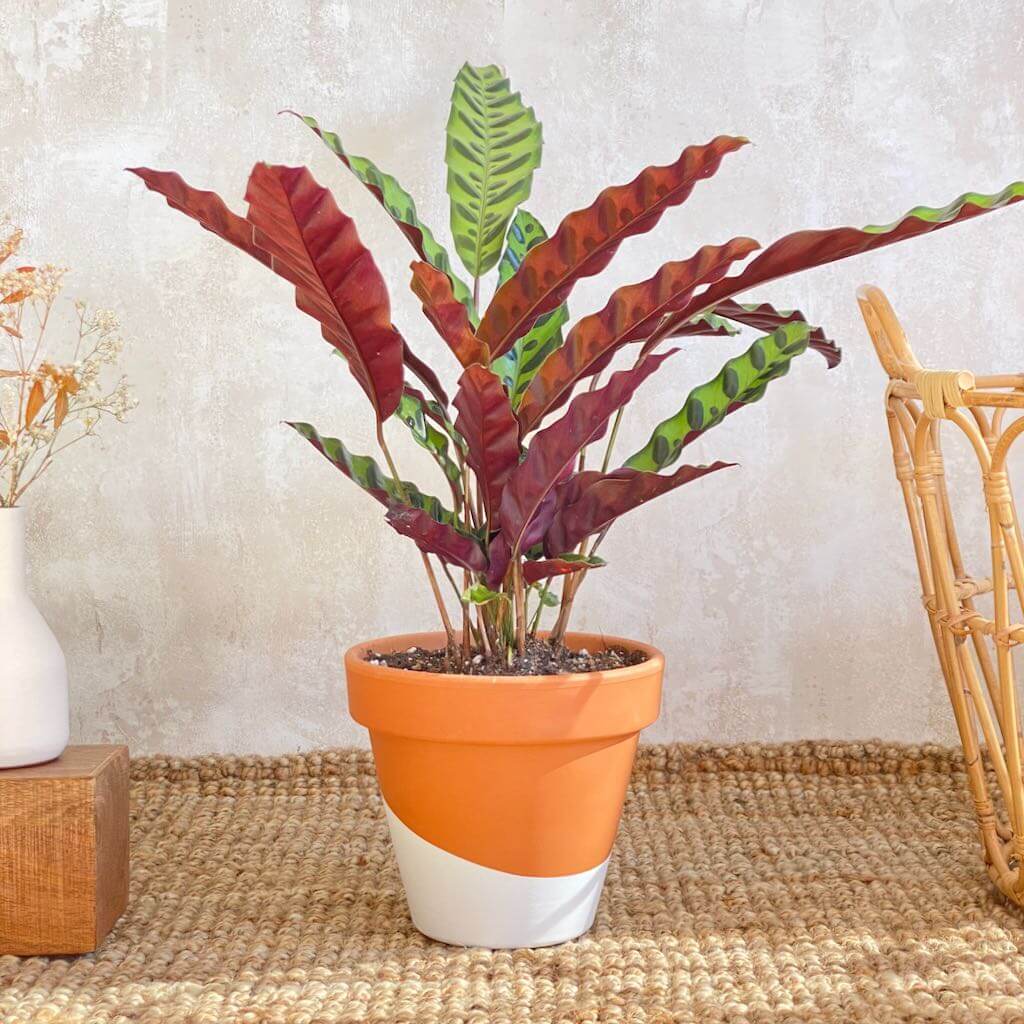 Calathea Lancifolia – Urban Planta