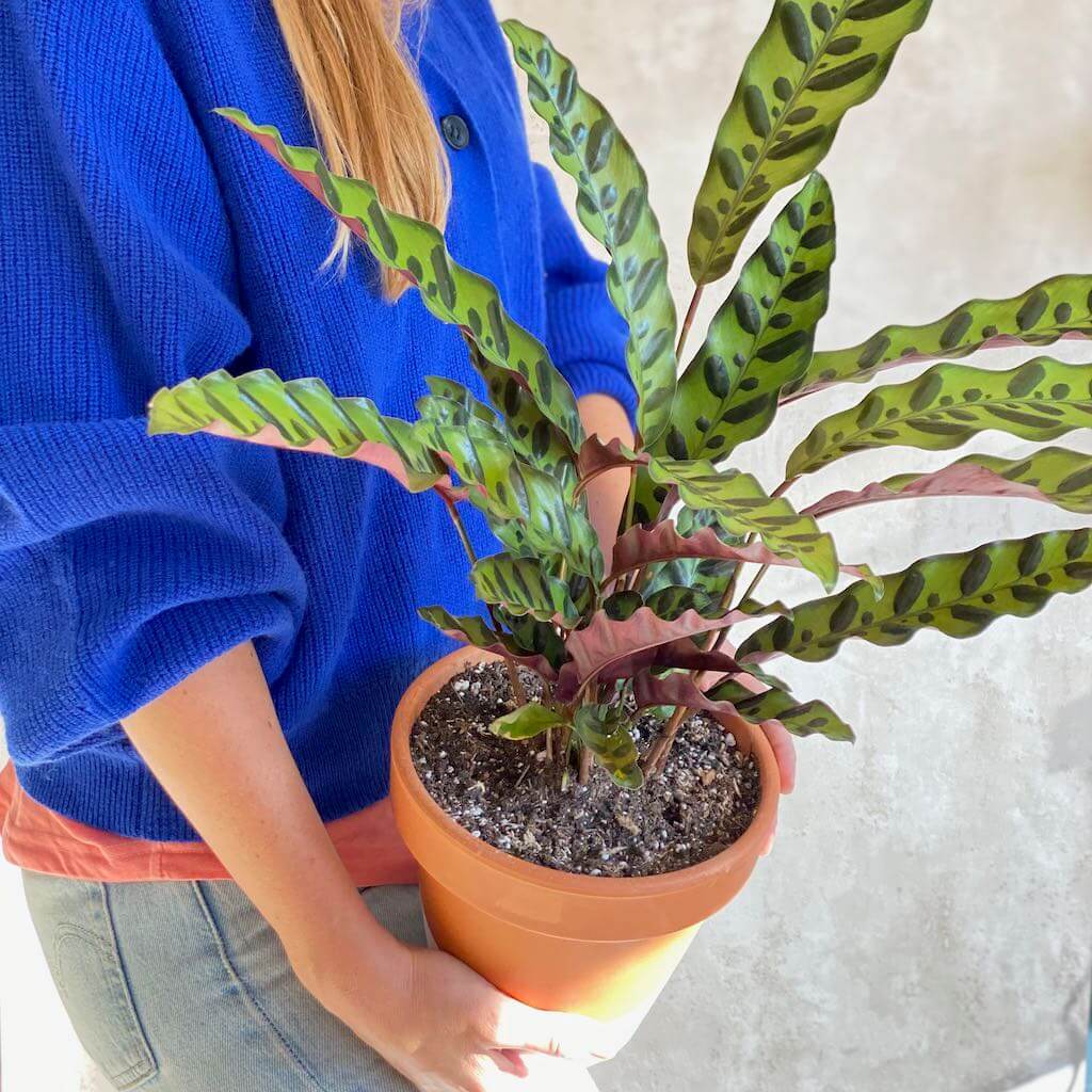 Calathea Lancifolia – Urban Planta