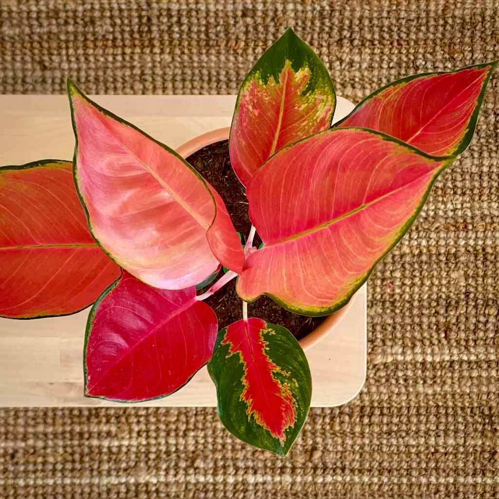 aglaonema orange star Aglaonema ORANGE STAR – Urban Planta
