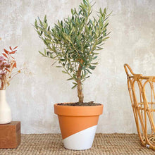 Cargar imagen en el visor de la galería, Olivo olea europaea planta de exterior trasplantada | URBAN PLANTA