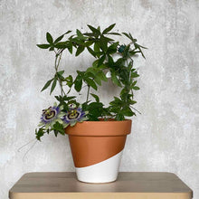 Cargar imagen en el visor de la galería, Planta trepadora con flores grandes azules | URBAN PLANTA