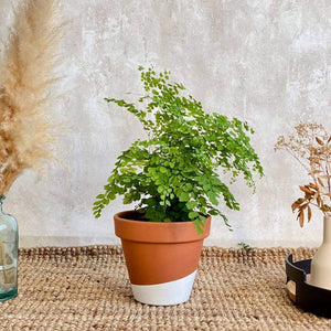 Adiantum Frangas es una planta de interior para decorar y esta transplantada en maceta de terracota | URBAN PLANTA