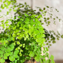 Cargar imagen en el visor de la galería, Adiantum Frangas planta ornamenta con hojas aserradas y muy verdes | URBAN PLANTA