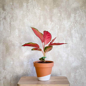 Planta de interior Aglaonema Orange Star para decorar el hogar | URBAN PLANTA