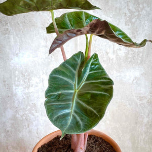 Hojas planta a domicilio Alocasia Pink Dragon | URBAN PLANTA