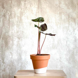 Planta ornamental Alocasia Pink Dragon para comprar online en Barcelona | URBAN PLANTA