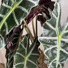 Cargar imagen en el visor de la galería, Alocasia Polly y foto de sus hojas de color verde intenso y morado por detrás | URBAN PLANTA