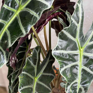 Alocasia Polly y foto de sus hojas de color verde intenso y morado por detrás | URBAN PLANTA