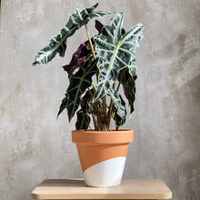 Cargar imagen en el visor de la galería, Alocasia Polly planta de interior en maceta decorativa de terracota pintada a mano | URBAN PLANTA