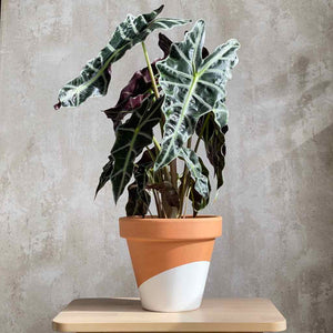 Alocasia Polly planta de interior en maceta decorativa de terracota pintada a mano | URBAN PLANTA