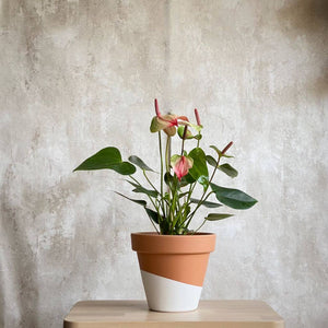 Anthurium Blanco Rosa para decorar espacios interiores Barcelona | URBAN PLANTA