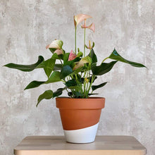 Cargar imagen en el visor de la galería, Anthurium rosa con flores rosadas en maceta de terracota | URBAN PLANTA