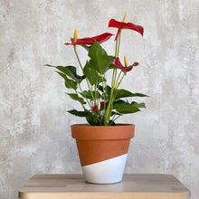 Cargar imagen en el visor de la galería, Anthurium Rojo planta ornamental con flores rojas | URBAN PLANTA