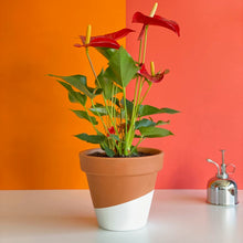 Cargar imagen en el visor de la galería, Anthurium Rojo planta interior San Valentín Barcelona | URBAN PLANTA