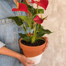 Cargar imagen en el visor de la galería, Anthurium Rojo planta con flor roja para regalar | URBAN PLANTA