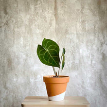 Cargar imagen en el visor de la galería, Planta de interior Anthurium Clarinervium en maceta de terracota | urban planta