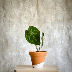Planta de interior Anthurium Clarinervium en maceta de terracota | urban planta