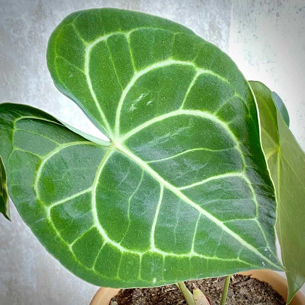Hoja de la planta Anthurium Clarinervium para comprar online | URBAN PLANTA