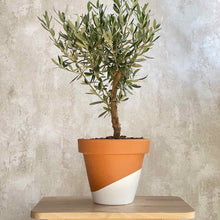 Cargar imagen en el visor de la galería, Arbol Olivo planta ornamental | URBAN PLANTA