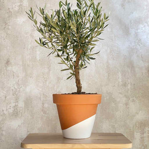 Arbol Olivo planta ornamental | URBAN PLANTA