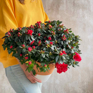 Azalea Bouquet con flores rojas | URBAN PLANTA