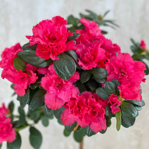 Hojas y Flores rojas de una Azalea Copa para regalar | URBAN PLANTA