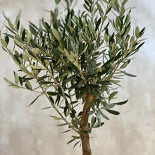 Cargar imagen en el visor de la galería, Hojas de árbol de olivo color verde | URBAN PLANTA