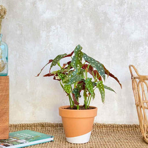Begonia Maculata planta de interior con envío a domicilio en Barcelona | URBAN PLANTA