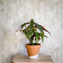 Cargar imagen en el visor de la galería, Begonia Maculata planta ornamental tropical en maceta de terracota pintada | URBAN PLANTA