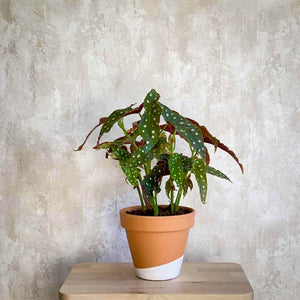 Begonia Maculata planta ornamental tropical en maceta de terracota pintada | URBAN PLANTA
