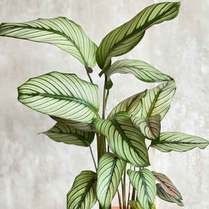 Hojas de la planta Calathea White Star de forma y color verde con rayas blancas muy bonitas | URBAN PLANTA
