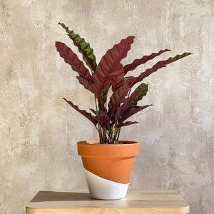 Planta ornamental Calathea Lancifolia para comprar en Barcelona | URBAN PLANTA  Edit alt text