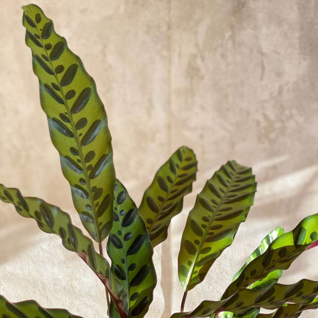 Calathea Lancifolia con envío a domicilio Barcelona | URBAN PLANTA  Edit alt text
