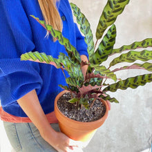 Cargar imagen en el visor de la galería, Planta Clatahea Lancifolia en maceta de terracota pintada a mano | URBAN PLANTA  Edit alt text