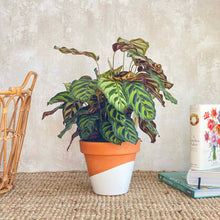 Cargar imagen en el visor de la galería, Planta de interior Calathea Makoyana en maceta de barro clásica pintada en color blanco | URBAN PLANTA