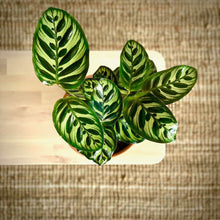 Cargar imagen en el visor de la galería, Foto desde arriba de las hojas de una planta Calathea Makoyana | URBAN PLANTA