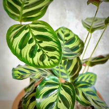 Cargar imagen en el visor de la galería, Hojas de la planta Calathea Makoyana de color verde con un diseño natural muy peculiar | URBAN PLANTA