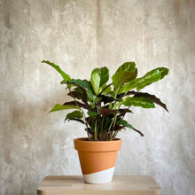 Cargar imagen en el visor de la galería, Planta ornamental Calathea Undulata para interior | URBAN PLANTA