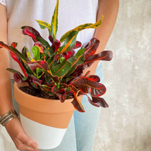 Cargar imagen en el visor de la galería, Planta Croton Mammy en manos de mujer para comprar en  Barcelona | URBAN PLANTA