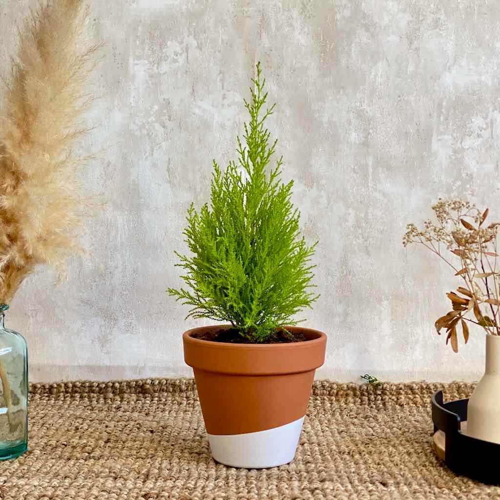 Ciprés Cupressus Macrocarpa Wilma planta interior con envío a domicilio en Barcelona | URBAN PLANTA