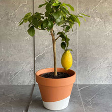 Cargar imagen en el visor de la galería, Planta exterior limonero en maceta de barro pintada en color blanco