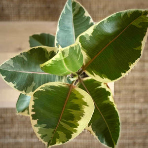 Ficus Elastica Tineke hojas verdes y manchas blancas para comprar online Barcelona | URBAN PLANTA
