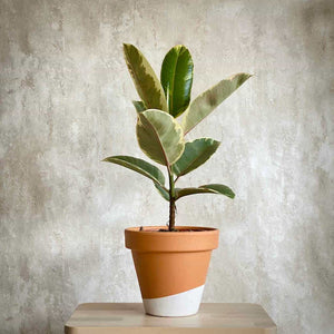 Ficus Elastica Tineke en maceta de barro pintada con envío a domicilio Barcelona | URBAN PLANTA