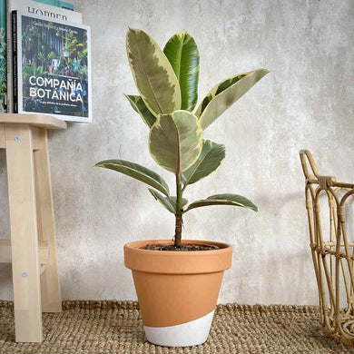 Ficus Elastica Tineke en maceta de barro para compra online en Barcelona | URBAN PLANTA