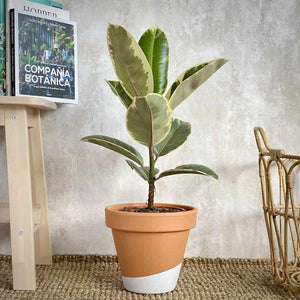 Ficus Elastica Tineke en maceta de barro para compra online en Barcelona | URBAN PLANTA