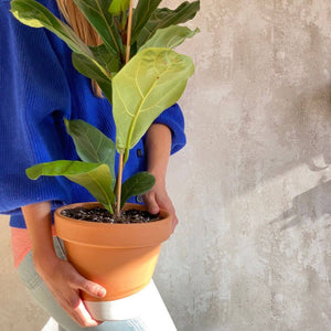 Planta Ficus Lyrata en maceta fácil de cuidar y envío a domicilio Barcelona | URBAN PLANTA