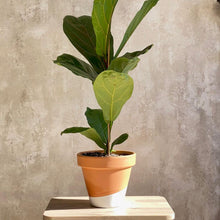 Cargar imagen en el visor de la galería, Ficus Lyrata con hojas grandes para decorar interiores | URBAN PLANTA