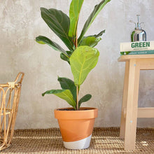 Cargar imagen en el visor de la galería, Planta Ficus Lyrata grande transplantada en maceta de terracota pintada a mano | URBAN PLANTA