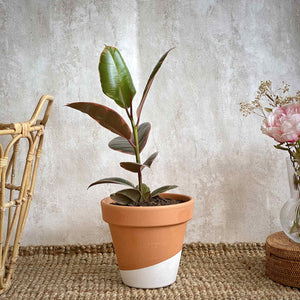 Ficus Belize Ruby planta de interior con envío a domicilio en Barcelona | URBAN PLANTA